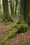 beautiful;beauty;Beech-Forest;bush;Eglinton-Valley;endemic;fiordland;Fiordland-N.P;fiordland-national-park;Fiordland-NP;forest;forests;glade;green;island;lush;milford-road;moss;mosses;N.Z.;national-park;National-parks;native;native-bush;native-forest;natives;natural;nature;new;new-zealand;Nothofagus;nz;o8l9707;rain-forest;rain-forests;rain_forest;rain_forests;rainforest;rainforests;S.I.;scene;scenic;SI;south;South-Is.;South-Island;South-West-New-Zealand-World-Heitage-Area;south-west-new-zealand-world-her;southern-beeches;Southland;te-wahipounamu;te-wahipounamu-south_west-new;te-wahipounamu-south_west-new-zealand;timber;tree;tree-trunk;tree-trunks;trees;trunk;trunks;verdant;wood;woods;World-Heritage-Area;world-heritage-site;zealand
