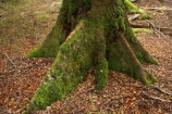 beautiful;beauty;Beech-Forest;bush;Eglinton-Valley;endemic;fiordland;Fiordland-N.P;fiordland-national-park;Fiordland-NP;forest;forests;glade;green;island;lush;milford-road;moss;mosses;N.Z.;national-park;National-parks;native;native-bush;native-forest;natives;natural;nature;new;new-zealand;Nothofagus;nz;o8l9716;rain-forest;rain-forests;rain_forest;rain_forests;rainforest;rainforests;S.I.;scene;scenic;SI;south;South-Is.;South-Island;South-West-New-Zealand-World-Heitage-Area;south-west-new-zealand-world-her;southern-beeches;Southland;te-wahipounamu;te-wahipounamu-south_west-new;te-wahipounamu-south_west-new-zealand;timber;tree;tree-trunk;tree-trunks;trees;trunk;trunks;verdant;wood;woods;World-Heritage-Area;world-heritage-site;zealand
