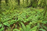 beautiful;beauty;Beech-Forest;bush;endemic;fern;ferns;fiordland;Fiordland-N.P;fiordland-national-park;Fiordland-NP;forest;forests;frond;fronds;glade;green;island;kb1a5124;kb1a5125;lush;milford-road;moss;mosses;N.Z.;national-park;National-parks;native;native-bush;native-forest;natives;natural;nature;new;new-zealand;Nothofagus;nz;rain-forest;rain-forests;rain_forest;rain_forests;rainforest;rainforests;S.I.;scene;scenic;SI;south;South-Is.;South-Island;South-West-New-Zealand-World-Her;southern-beeches;Southland;te-wahipounamu;te-wahipounamu-south_west-new;timber;tree;tree-trunk;tree-trunks;trees;trunk;trunks;verdant;wood;woods;world-heirtage-site;World-Heritage-Area;World-Heritage-Site;zealand