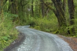 beautiful;beauty;Beech-Forest;bush;endemic;fiordland;Fiordland-N.P;fiordland-national-park;Fiordland-NP;forest;forests;gravel-road;gravel-roads;green;island;kb1a5136;lake-gunn;metal-road;metal-roads;metalled-road;metalled-roads;milford-road;N.Z.;national-park;National-parks;native;native-bush;native-forest;natives;natural;nature;new;new-zealand;Nothofagus;NZ;rain-forest;rain-forests;rain_forest;rain_forests;rainforest;rainforests;road;roads;S.I.;scene;scenic;SI;south;South-Is.;South-Island;south-west-new-zealand-world-her;southern-beeches;Southland;te-wahipounamu;te-wahipounamu-south_west-new;track;tracks;tree;tree-trunk;tree-trunks;trees;trunk;trunks;wood;woods;world-heirtage-site;World-Heritage-Area;World-Heritage-Site;zealand
