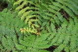 bush;cyathea;fern;ferns;fiordland;Fiordland-N.P;Fiordland-National-Park;Fiordland-NP;forest;frond;fronds;green;island;kb1a5363;N.Z.;national-park;National-parks;native-bush;native-forest;new;new-zealand;NZ;pattern;patterns;plant;plants;ponga;pongas;punga;pungas;S.I.;SI;south;South-Is.;South-Island;south-west-new-zealand-world-her;Southland;te-wahipounamu;te-wahipounamu-south_west-new;tree-fern;tree-ferns;World-Heritage-Area;World-Heritage-Site;zealand