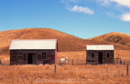 horses;white;red;shed;sheds;hill;hills;grassland;farm;farmland;art;artistic;moment;a-moment;farming