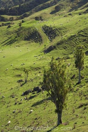 agricultural;agriculture;cabbage-tree;cabbage-trees;Cordyline-australis;country;countryside;Esk-Valley;farm;farming;farmland;farms;field;fields;Hawkes-Bay;livestock;meadow;meadows;N.I.;N.Z.;Napier;New-Zealand;NI;North-Island;NZ;paddock;paddocks;pasture;pastures;rural;Sheep;stock