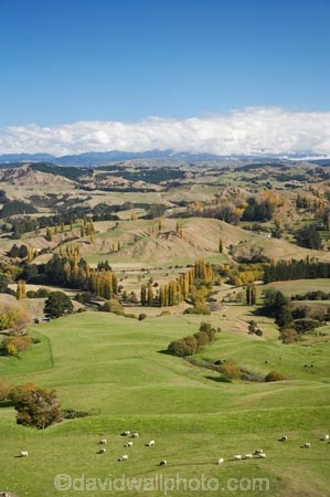 agricultural;agriculture;autuminal;autumn;autumn-colour;autumn-colours;autumnal;color;colors;colour;colours;country;countryside;deciduous;Esk-Valley;fall;farm;farming;farmland;farms;field;fields;Hawkes-Bay;leaf;leaves;meadow;meadows;N.I.;N.Z.;near-Napier;New-Zealand;NI;North-Island;NZ;paddock;paddocks;pasture;pastures;rural;season;seasonal;seasons;sheep;stock;tree;trees