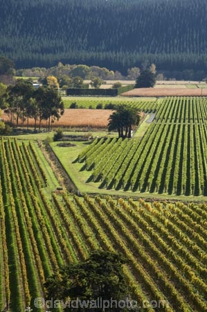 agricultural;agriculture;country;countryside;crop;crops;cultivation;Eskdale;farm;farming;farmland;farms;field;fields;grape;grapes;grapevine;Hawkes-Bay;horticulture;N.I.;N.Z.;Napier;New-Zealand;NI;North-Island;NZ;row;rows;rural;vine;vines;vineyard;vineyards;vintage;wine;wineries;winery;wines