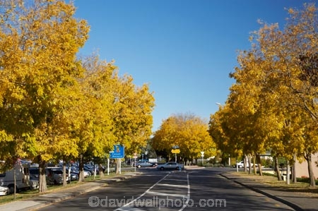 autuminal;autumn;autumn-colour;autumn-colours;autumnal;avenue;avenues;color;colors;colour;colours;deciduous;fall;Havelock-North;Hawkes-Bay;leaf;leaves;N.I.;N.Z.;New-Zealand;NI;North-Island;NZ;road;roads;season;seasonal;seasons;street;streets;tree;trees