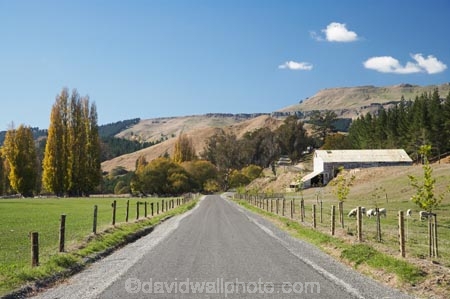 agricultural;agriculture;autuminal;autumn;autumn-colour;autumn-colours;autumnal;color;colors;colour;colours;country;country-road;country-roads;countryside;deciduous;fall;farm;Farm-Building;Farm-Buildings;Farm-Shed;Farm-Sheds;farming;farmland;farms;fence;fence-line;fence-lines;fence_line;fence_lines;fenceline;fencelines;fences;field;fields;Hawkes-Bay;meadow;meadows;N.I.;N.Z.;New-Zealand;NI;North-Island;NZ;paddock;paddocks;pasture;pastures;poplar;poplar-tree;poplar-trees;poplars;road;roads;rural;season;seasonal;seasons;Shearing-Shed;Shearing-Sheds;Sheep-Shed;Sheep-Sheds;straight;tree;trees;Tukituki-Valley;Wool-Shed;Wool-Sheds
