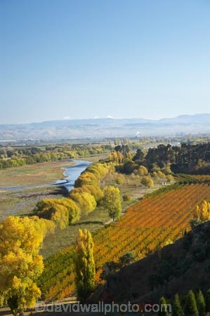 autuminal;autumn;autumn-colour;autumn-colours;autumnal;color;colors;colour;colours;country;countryside;crop;crops;deciduous;fall;farm;farming;farmland;farms;field;fruit;fruit-tree;fruit-trees;Havelock-North;Hawkes-Bay;horticulture;N.I.;N.Z.;New-Zealand;NI;North-Island;NZ;orange;orchard;orchards;poplar;poplar-tree;poplar-trees;poplars;river;rivers;row;rows;rural;season;seasonal;seasons;tree;trees;Tukituki-River;Tukituki-Valley;willow;willow-tree;willow-trees;willows;yellow