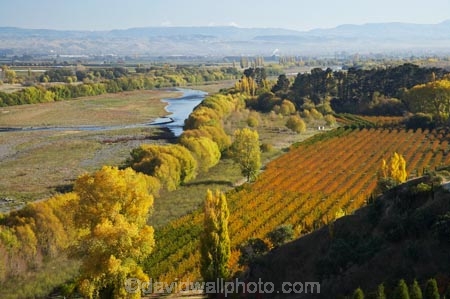 autuminal;autumn;autumn-colour;autumn-colours;autumnal;color;colors;colour;colours;country;countryside;crop;crops;deciduous;fall;farm;farming;farmland;farms;field;fruit;fruit-tree;fruit-trees;Havelock-North;Hawkes-Bay;horticulture;N.I.;N.Z.;New-Zealand;NI;North-Island;NZ;orange;orchard;orchards;poplar;poplar-tree;poplar-trees;poplars;river;rivers;row;rows;rural;season;seasonal;seasons;tree;trees;Tukituki-River;Tukituki-Valley;willow;willow-tree;willow-trees;willows;yellow