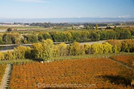 autuminal;autumn;autumn-colour;autumn-colours;autumnal;color;colors;colour;colours;country;countryside;crop;crops;deciduous;fall;farm;farming;farmland;farms;field;fruit;fruit-tree;fruit-trees;Havelock-North;Hawkes-Bay;horticulture;N.I.;N.Z.;New-Zealand;NI;North-Island;NZ;orange;orchard;orchards;row;rows;rural;season;seasonal;seasons;tree;trees;Tukituki-River;Tukituki-Valley;willow;willow-tree;willow-trees;willows;yellow