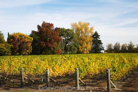 agricultural;agriculture;autuminal;autumn;autumn-colour;autumn-colours;autumnal;color;colors;colour;colours;country;countryside;crop;crops;Crossroads-Vineyard;cultivation;deciduous;fall;farm;farming;farmland;farms;field;fields;grape;grapes;grapevine;Hastings;Hawkes-Bay;horticulture;leaf;leaves;N.I.;N.Z.;New-Zealand;NI;North-Island;NZ;row;rows;rural;season;seasonal;seasons;tree;trees;vine;vines;vineyard;vineyards;vintage;wine;wineries;winery;wines