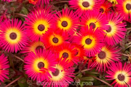 bright;colorful;colourful;flower;flower-bed;flower-beds;flower-garden;flower-gardens;flowerbed;flowerbeds;flowers;Hawkes-Bay;Hawkes-Bay;Marine-Parade;N.I.;N.Z.;Napier;Napier-Waterfront;New-Zealand;NI;North-Is;North-Is.;North-Island;NZ;osteospermum;osteospermums;pink;public-garden;public-gardens;season;seasonal;seasons;spring;springtime