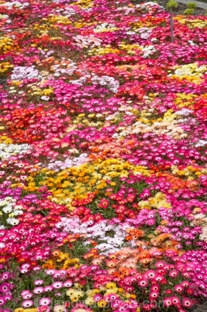 bright;colorful;colourful;flower;flower-bed;flower-beds;flower-garden;flower-gardens;flowerbed;flowerbeds;flowers;Hawkes-Bay;Hawkes-Bay;Marine-Parade;N.I.;N.Z.;Napier;Napier-Waterfront;New-Zealand;NI;North-Is;North-Is.;North-Island;NZ;osteospermum;osteospermums;pink;public-garden;public-gardens;season;seasonal;seasons;spring;springtime;yellow