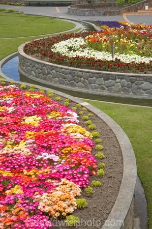 bright;circle;circles;colorful;colourful;curve;curves;flower;flower-bed;flower-beds;flower-garden;flower-gardens;flowerbed;flowerbeds;flowers;Hawkes-Bay;Hawkes-Bay;Marine-Parade;N.I.;N.Z.;Napier;Napier-Waterfront;New-Zealand;NI;North-Is;North-Is.;North-Island;NZ;osteospermum;osteospermums;public-garden;public-gardens;season;seasonal;seasons;spring;springtime;Sunken-Garden