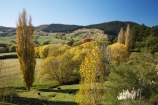 agricultural;agriculture;autuminal;autumn;autumn-colour;autumn-colours;autumnal;color;colors;colour;colours;country;countryside;deciduous;Esk-Valley;fall;farm;farming;farmland;farms;field;fields;Hawkes-Bay;leaf;leaves;meadow;meadows;N.I.;N.Z.;near-Napier;New-Zealand;NI;North-Island;NZ;paddock;paddocks;pasture;pastures;poplar;poplar-tree;poplar-trees;poplars;rural;season;seasonal;seasons;tree;trees;willow;willow-tree;willow-trees;willows