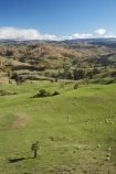 agricultural;agriculture;autuminal;autumn;autumn-colour;autumn-colours;autumnal;color;colors;colour;colours;country;countryside;deciduous;Esk-Valley;fall;farm;farming;farmland;farms;field;fields;Hawkes-Bay;leaf;leaves;meadow;meadows;N.I.;N.Z.;near-Napier;New-Zealand;NI;North-Island;NZ;paddock;paddocks;pasture;pastures;rural;season;seasonal;seasons;sheep;stock;tree;trees