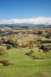 agricultural;agriculture;autuminal;autumn;autumn-colour;autumn-colours;autumnal;color;colors;colour;colours;country;countryside;deciduous;Esk-Valley;fall;farm;farming;farmland;farms;field;fields;Hawkes-Bay;leaf;leaves;meadow;meadows;N.I.;N.Z.;near-Napier;New-Zealand;NI;North-Island;NZ;paddock;paddocks;pasture;pastures;rural;season;seasonal;seasons;sheep;stock;tree;trees