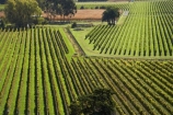 agricultural;agriculture;country;countryside;crop;crops;cultivation;Eskdale;farm;farming;farmland;farms;field;fields;grape;grapes;grapevine;Hawkes-Bay;horticulture;N.I.;N.Z.;Napier;New-Zealand;NI;North-Island;NZ;row;rows;rural;vine;vines;vineyard;vineyards;vintage;wine;wineries;winery;wines