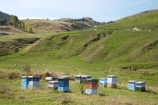 agricultural;agriculture;beehive;beehives;country;countryside;farm;farming;farmland;farms;field;fields;Hawkes-Bay;hive;hives;meadow;meadows;N.I.;N.Z.;New-Zealand;NI;North-Island;NZ;paddock;paddocks;pasture;pastures;rural