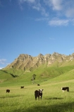 agricultural;agriculture;animal;animals;calves;cattle;country;countryside;cow;cows;farm;farming;farmland;farms;field;fields;grass;grassy;green;Hawkes-Bay;Hawkes-Bay;Herbivore;Herbivores;Herbivorous;Livestock;lush;mammal;mammals;meadow;meadows;N.I.;N.Z.;New-Zealand;NI;North-Is;North-Is.;North-Island;NZ;paddock;paddocks;pasture;pastures;rural;season;seasonal;seasons;spring;springtime;stock;Te-Mata-Peak;Te-Mata-Pk;Tukituki-River-Valley;verdant