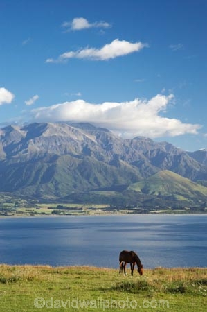 agricultural;agriculture;coast;coastal;coastline;coastlines;coasts;country;countryside;equestrian;farm;farming;farmland;farms;field;fields;horse;horses;Kaikoura;Kaikoura-Coast;Marlborough;meadow;meadows;N.Z.;New-Zealand;NZ;ocean;oceans;Pacific-Ocean;paddock;paddocks;pasture;pastures;rural;S.I.;sea;Seaward-Kaikoura-Range;Seaward-Kaikoura-Ranges;shore;shoreline;shorelines;shores;SI;South-Island;water