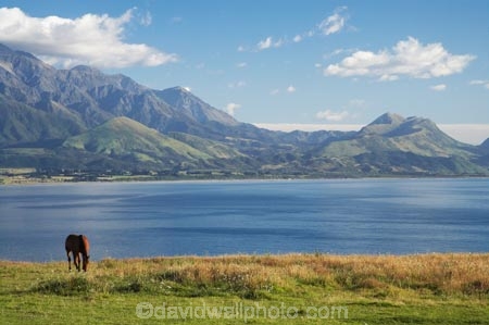 agricultural;agriculture;coast;coastal;coastline;coastlines;coasts;country;countryside;equestrian;farm;farming;farmland;farms;field;fields;horse;horses;Kaikoura;Kaikoura-Coast;Marlborough;meadow;meadows;N.Z.;New-Zealand;NZ;ocean;oceans;Pacific-Ocean;paddock;paddocks;pasture;pastures;rural;S.I.;sea;Seaward-Kaikoura-Range;Seaward-Kaikoura-Ranges;shore;shoreline;shorelines;shores;SI;South-Island;water