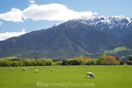 agricultural;agriculture;alpine;country;countryside;farm;farming;farmland;farms;field;fields;fresh;grow;growth;horticulture;Kaikoura;lamb;lambs;livestock;Marlborough;meadow;meadows;mount;mountain;mountain-peak;mountainous;mountains;mountainside;mt;mt.;N.Z.;New-Zealand;NZ;paddock;paddocks;pasture;pastures;peak;peaks;range;ranges;renew;rural;S.I.;season;seasonal;seasons;Seaward-Kaikoura-Ranges;sheep;SI;snow;snow-capped;snow_capped;snowcapped;snowy;South-Is.;South-Island;spring;springtime;stock;summit;summits