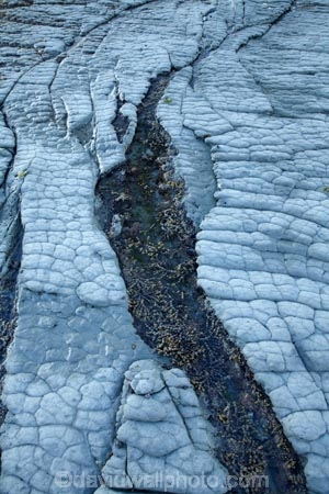 brown-seaweed;coast;coastal;coastline;coastlines;coasts;foreshore;geological;geology;Hormosira-banksii;Kaikoura;Kaikoura-Coast;Marlborough;Neptunes-necklace;Neptune’s-necklace;New-Zealand;NZ;pattern;patterns;rock;rock-formation;rock-formations;rocks;S.I.;seaweed;shore;shoreline;shorelines;shores;South-Is;South-Island;Sth-Is;stone;tidal;tide;tides;unusual;unusual-natural-feature;unusual-natural-features
