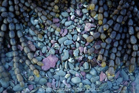 brown-seaweed;coast;coastal;coastline;coastlines;coasts;coloured-stones;foreshore;Hormosira-banksii;Kaikoura;Kaikoura-Coast;Marlborough;Neptunes-necklace;Neptune’s-necklace;New-Zealand;NZ;pattern;patterns;rock-pool;rock-pools;S.I.;seaweed;shore;shoreline;shorelines;shores;South-Is;South-Island;Sth-Is;tidal;tidal-pool;tidal-pools;tide;tides