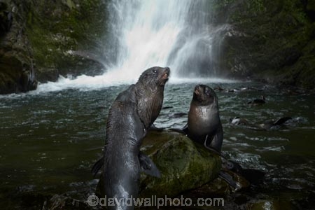 animals;Arctocephalus-forsteri;babies;baby;baby-fur-seal;baby-fur-seals;cub;cubs;Fur-Seal;fur-seal-cub;fur-seal-cubs;Kaikoura;Kaikoura-Coast;Kaikoura-Coastanimal;kekeno;mammal;mammals;marine;Marlborough;N.Z.;native;natural-history;nature;New-Zealand;New-Zealand-Fur-Seal;NZ;NZ-Fur-Seal;ocean;Ohau-Point-Seal-Colony;Ohau-Stream;Ohau-Stream-Waterfall;Ohau-Waterfall;S.I.;sea;seal;seals;SI;South-Is;South-Island;Sth-Is;water;waterfall;waterfalls;wildife