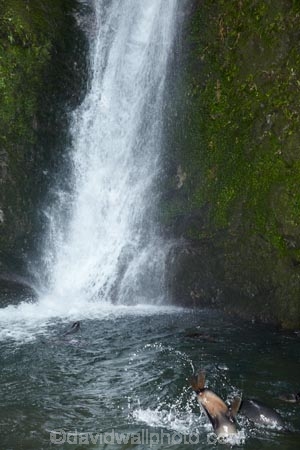 animals;Arctocephalus-forsteri;babies;baby;baby-fur-seal;baby-fur-seals;cub;cubs;Fur-Seal;fur-seal-cub;fur-seal-cubs;Kaikoura;Kaikoura-Coast;Kaikoura-Coastanimal;kekeno;mammal;mammals;marine;Marlborough;N.Z.;native;natural-history;nature;New-Zealand;New-Zealand-Fur-Seal;NZ;NZ-Fur-Seal;ocean;Ohau-Point-Seal-Colony;Ohau-Stream;Ohau-Stream-Waterfall;Ohau-Waterfall;S.I.;sea;seal;seals;SI;South-Is;South-Island;Sth-Is;water;waterfall;waterfalls;wildife