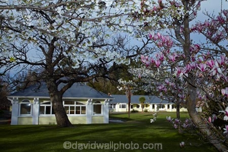 1916_2003;building;buildings;Canterbury;Hamner;Hamner-Springs;Hanmer;Hanmer-Springs;heritage;historic;historic-building;historic-buildings;historical;historical-building;historical-buildings;history;hospital;hospitals;Hurunui-District;magnolia;N.Z.;New-Zealand;NZ;old;Queen-Mary-Hospital;S.I.;season;seasonal;seasons;SI;South-Is;South-Is.;South-Island;spring;spring-blossom;spring-time;spring_time;springtime;Sth-Is;tradition;traditional