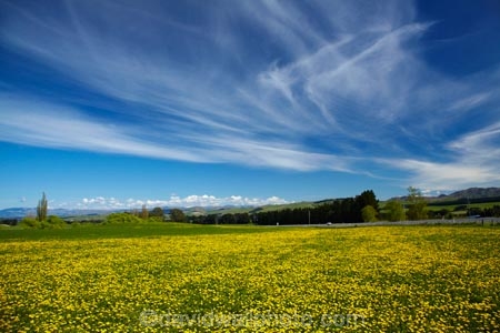 agricultural;agriculture;blue;country;countryside;Dandelion;Dandelions;farm;farming;farmland;farms;field;fields;Greta-Valley;meadow;meadows;N.Z.;New-Zealand;NZ;paddock;paddocks;pasture;pastures;rural;S.I.;SI;South-Is;South-Island;Sth-Is;Taraxacum;yellow;yellow-flower;yellow-flowers