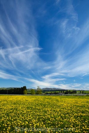 agricultural;agriculture;blue;country;countryside;Dandelion;Dandelions;farm;farming;farmland;farms;field;fields;Greta-Valley;meadow;meadows;N.Z.;New-Zealand;NZ;paddock;paddocks;pasture;pastures;rural;S.I.;SI;South-Is;South-Island;Sth-Is;Taraxacum;yellow;yellow-flower;yellow-flowers