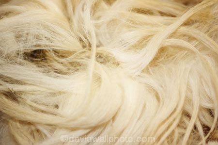 breed;drysdale;drysdales;Herbivore;Herbivores;Herbivorous;kaikoura;Livestock;Mammal;Mammals;marlborough;new-zealand;Rural;Sheep;south-island;wool;woolly;wooly
