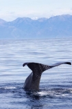 cetacean;cetaceans;diving;fluke;flukes;kaikoura;kaikoura-canyon;kaikoura-ranges;mammal;marine-mammal;marlborough;new-zealand;ocean;pacific-ocean;Physeter-macrocephalus;sea;seaward-kaikoura-ranges;south-island;sperm-whale;sperm-whales;tail;tail-fluke;tail-flukes;tails;whale;whale-tail;whale-watching;whales