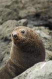 Arctocephalus-forsteri;coast;coastal;coastline;external-ears;fur;Fur-Seal;kaikoura;Kaikoura-Coast;mammal;mammals;marine;Marlborough;N.Z.;native;natural-history;nature;new-zealand;New-Zealand-Fur-Seal;NZ;NZ-Fur-Seal;ocean;pointy-nose;S.I.;sea;seal;seals;SI;snout;South-Island;water;whiskers;wildife