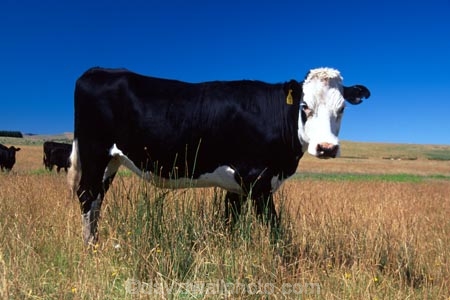 dairy;cow;milk;milking;farm;rural;grass;cows;calves;agriculture;farming;farms;pasture;paddock;paddocks;field;fields;meadow;meadows;pastures;black;white;beef;wairarapa;north-island