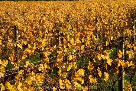 agricultural;agriculture;autuminal;autumn;autumn-colour;autumn-colours;autumnal;color;colors;colour;colours;country;countryside;crop;crops;cultivation;deciduous;fall;farm;farming;farmland;farms;field;fields;grape;grapes;grapevine;horticulture;leaf;leaves;Martinborough;Martinborough-Wineries;Martinborough-Winery;Martins-Road-Vineyard;N.I.;N.Z.;New-Zealand;NI;North-Island;NZ;orange;row;rows;rural;season;seasonal;seasons;Te-Kairanga-Vineyard;Te-Kairanga-Vineyards;Te-Kairanga-Wines;tree;trees;vine;vines;vineyard;vineyards;vintage;Wairarapa;wine;wineries;winery;wines;yellow