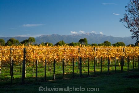 agricultural;agriculture;autuminal;autumn;autumn-colour;autumn-colours;autumnal;color;colors;colour;colours;country;countryside;crop;crops;cultivation;deciduous;fall;farm;farming;farmland;farms;field;fields;grape;grapes;grapevine;horticulture;leaf;leaves;Martinborough;Martinborough-Wineries;Martinborough-Winery;Martins-Road-Vineyard;N.I.;N.Z.;New-Zealand;NI;North-Island;NZ;orange;row;rows;rural;season;seasonal;seasons;Te-Kairanga-Vineyard;Te-Kairanga-Vineyards;Te-Kairanga-Wines;tree;trees;vine;vines;vineyard;vineyards;vintage;Wairarapa;wine;wineries;winery;wines;yellow