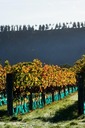 agricultural;agriculture;autuminal;autumn;autumn-colour;autumn-colours;autumnal;color;colors;colour;colours;country;countryside;crop;crops;cultivation;deciduous;fall;farm;farming;farmland;farms;field;fields;grape;grapes;grapevine;horticulture;leaf;leaves;Martinborough;Martinborough-Wineries;Martinborough-Winery;Martins-Road-Vineyard;N.I.;N.Z.;New-Zealand;NI;North-Island;NZ;orange;row;rows;rural;season;seasonal;seasons;Te-Kairanga-Vineyard;Te-Kairanga-Vineyards;Te-Kairanga-Wines;tree;trees;vine;vines;vineyard;vineyards;vintage;Wairarapa;wine;wineries;winery;wines;yellow