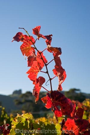 agricultural;agriculture;autuminal;autumn;autumn-colour;autumn-colours;autumnal;color;colors;colour;colours;country;countryside;crop;crops;cultivation;deciduous;fall;farm;farming;farmland;farms;field;fields;grape;grapes;grapevine;horticulture;leaf;leaves;Martinborough;Martinborough-Wineries;Martinborough-Winery;Martins-Road-Vineyard;N.I.;N.Z.;New-Zealand;NI;North-Island;NZ;red;red-leaf;red-leaves;row;rows;rural;season;seasonal;seasons;Te-Kairanga-Vineyard;Te-Kairanga-Vineyards;Te-Kairanga-Wines;tree;trees;vine;vine-leaves;vines;vineyard;vineyards;vintage;Wairarapa;wine;wineries;winery;wines