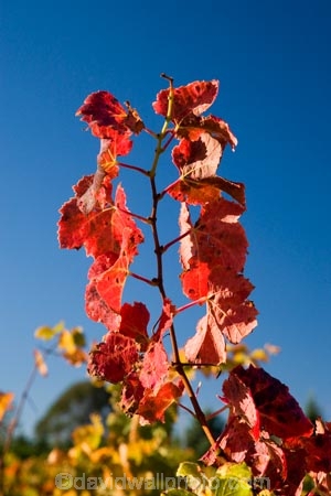 agricultural;agriculture;autuminal;autumn;autumn-colour;autumn-colours;autumnal;color;colors;colour;colours;country;countryside;crop;crops;cultivation;deciduous;fall;farm;farming;farmland;farms;field;fields;grape;grapes;grapevine;horticulture;leaf;leaves;Martinborough;Martinborough-Wineries;Martinborough-Winery;Martins-Road-Vineyard;N.I.;N.Z.;New-Zealand;NI;North-Island;NZ;red;red-leaf;red-leaves;row;rows;rural;season;seasonal;seasons;Te-Kairanga-Vineyard;Te-Kairanga-Vineyards;Te-Kairanga-Wines;tree;trees;vine;vine-leaves;vines;vineyard;vineyards;vintage;Wairarapa;wine;wineries;winery;wines