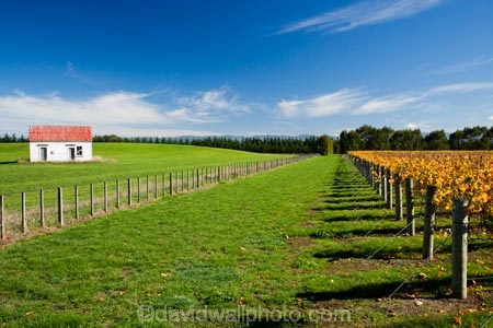 agricultural;agriculture;autuminal;autumn;autumn-colour;autumn-colours;autumnal;color;colors;colour;colours;country;countryside;crop;crops;cultivation;deciduous;fall;farm;farming;farmland;farms;field;fields;grape;grapes;grapevine;horticulture;leaf;leaves;Martinborough;Martinborough-Wineries;Martinborough-Winery;Martins-Road-Vineyard;N.I.;N.Z.;New-Zealand;NI;North-Island;NZ;orange;row;rows;rural;season;seasonal;seasons;Te-Kairanga-Vineyard;Te-Kairanga-Vineyards;Te-Kairanga-Wines;tree;trees;vine;vines;vineyard;vineyards;vintage;Wairarapa;wine;wineries;winery;wines;yellow
