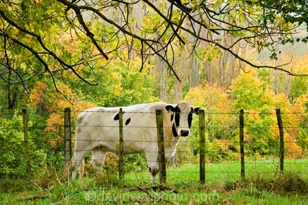 agricultural;agriculture;autuminal;autumn;autumn-colour;autumn-colours;autumnal;cattle;color;colors;colour;colours;country;countryside;cow;cows;deciduous;fall;farm;farming;farmland;farms;fence;fenceline;fencelines;fences;field;fields;leaf;leaves;meadow;meadows;N.I.;N.Z.;New-Zealand;NI;North-Island;NZ;paddock;paddocks;pasture;pastures;Rangitikei;rural;season;seasonal;seasons;Taoroa-Junction;tree;trees