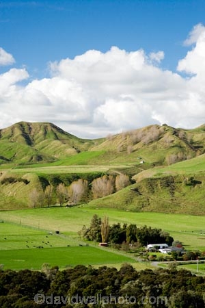 agricultural;agriculture;autuminal;autumn;autumn-colour;autumn-colours;autumnal;color;colors;colour;colours;country;countryside;deciduous;fall;farm;farming;farmland;farms;field;fields;leaf;leaves;Mangaweka;meadow;meadows;N.I.;N.Z.;New-Zealand;NI;North-Island;NZ;paddock;paddocks;pasture;pastures;Rangitikei;rural;season;seasonal;seasons;tree;trees