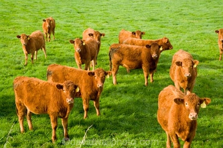agricultural;agriculture;brown-cows;cattle;country;countryside;cow;cows;farm;farming;farmland;farms;field;fields;Kawhatau-Valley;meadow;meadows;N.I.;N.Z.;New-Zealand;NI;North-Island;NZ;paddock;paddocks;pasture;pastures;Rangitikei;rural