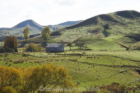 agricultural;agriculture;autuminal;autumn;autumn-colour;autumn-colours;autumnal;Central-North-Island;Colliers-Junction;color;colors;colour;colours;country;countryside;deciduous;fall;farm;Farm-Building;Farm-Buildings;Farm-Shed;Farm-Sheds;farming;farmland;farms;field;fields;leaf;leaves;meadow;meadows;N.I.;N.Z.;New-Zealand;NI;North-Island;NZ;paddock;paddocks;pasture;pastures;Rangitikei-District;rural;season;seasonal;seasons;Shearing-Shed;Shearing-Sheds;Sheep-Shed;Sheep-Sheds;tree;trees;Wool-Shed;Wool-Sheds