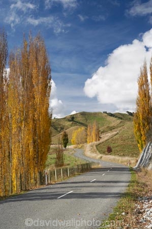 agricultural;agriculture;autuminal;autumn;autumn-colour;autumn-colours;autumnal;bend;bends;Central-North-Island;centre-line;centre-lines;centre_line;centre_lines;centreline;centrelines;color;colors;colour;colours;corner;corners;country;countryside;deciduous;driving;fall;farm;farming;farmland;farms;field;fields;leaf;leaves;meadow;meadows;N.I.;N.Z.;New-Zealand;NI;North-Island;NZ;open-road;open-roads;paddock;paddocks;pasture;pastures;poplar;poplar-tree;poplar-trees;poplars;Rangitikei-District;road;road-trip;roads;Ruanui;Ruanui-Road;rural;season;seasonal;seasons;transport;transportation;travel;traveling;travelling;tree;trees;trip