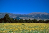 farm;rural;grass;agriculture;farming;farms;pasture;paddock;paddocks;field;fields;meadow;meadows;pastures;wairarapa;north-island;golden;trees;tree;farmland;rapeseed;yellow;mustard